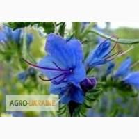 Синяк обыкновенный трава купить