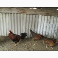 Продам інкубаційні яйця курей лівенська та легорн індиків кавказька бронзова