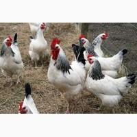 Продам инкубационные яйца адлера серебристого
