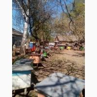 Продам пчел.Продам пасеку.Улья.Пчелы