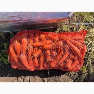 Продаємо моркву молоду оптом