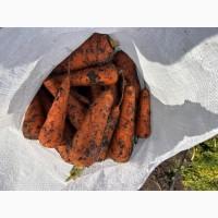 Продаємо моркву молоду оптом