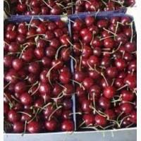 Продам черешню сорт Чекалов