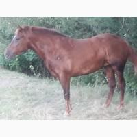 Коні ваговози