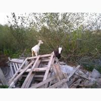 Продам чешські кози