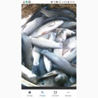 Продам зарибок одно до двохрічку коропа, білого амура, товстолоба та інших видів риб