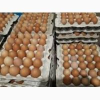 Продам яйцо куриное, C0, C1, C2, белое и коричневое, яйцо свежое, крупное