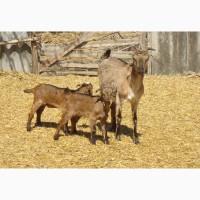 Продам красивых короткоухих козликов 75% нубийской крови, доставка