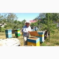 Продам бджолопакети