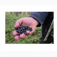 Продам свіжозібрана карпатська чорниця до 1, 5 тоны за добу