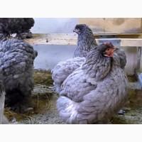ПРОДАЕМ ИНКУБАЦИОННОЕ ЯЙЦО, яйца, Кохинхин, мрамор, голубой, чистокровные