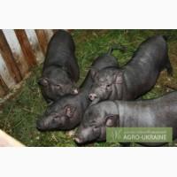 Продам въетнамских поросят. От 2-6 мес. Племенные.