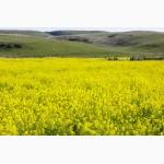 Продам срочно гірчицю на сідерати