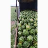 Продам арбуз сорт продюсер