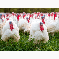 Індичата бройлерні тяжкого кросу БІГ-6, Хайбрид. Угорщина