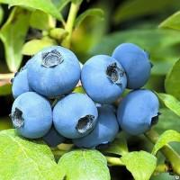 Голубика. Саженцы