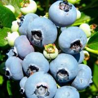 Голубика. Саженцы