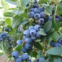 Голубика. Саженцы