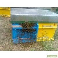 Продам пасеку