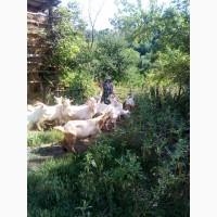 Продам коз голанской породы