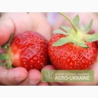 Закупаем клубнику на переработку