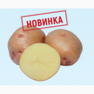 Семенной картофель Княгиня I репродукция, отправляем почтой