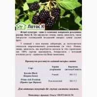 Скористайтеся ‼ Акційною пропозицією - 30% на ожину, горщик с2
