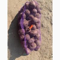 Продам Столовий Буряк 1 Сорт