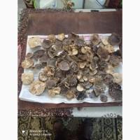 Мухомор пантерний