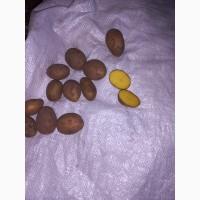 Продам насінневу картоплю