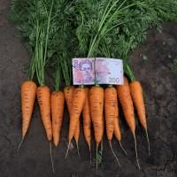 Продам морковь молодую