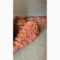 Продам цибулю