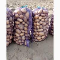 Картофель Оптом цена 14грн кг