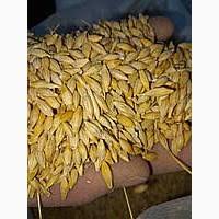 Продам ячмінь, 100 т, Волинська обл., с.Звиняче