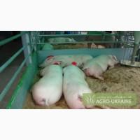 Продам свиноматку после первого опороса ландрас.