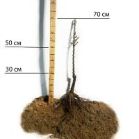 Саджанці колоновидної груші Сапфіра