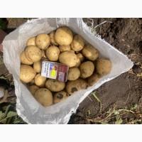 Продам Товарну та Насіннєву Картоплю