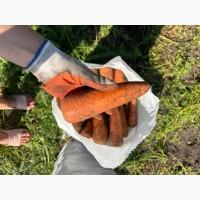 Продам моркву, сорти Абако та Каскад