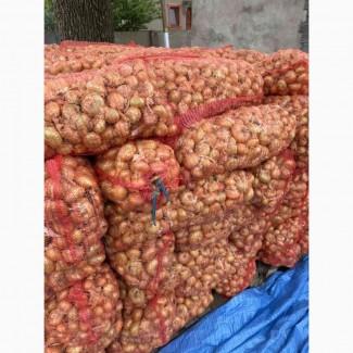 Лук цибуля штутгарт на перо