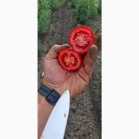 Продам помідор, томат, Сливка червона, зелена