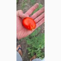 Продам помідор, томат, Сливка червона, зелена