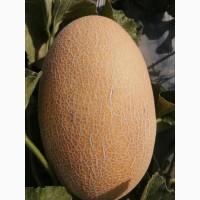 Продам диню Ребека