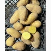 Посадкова картопля Гранада Дніпропетровська область купити, роздріб від 10 кг