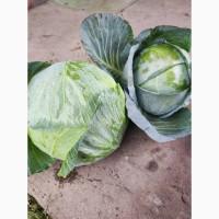 Продам капусту
