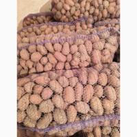 Продам насіневу картоплю Словянка