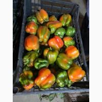 Продам перець сорту Геркулес