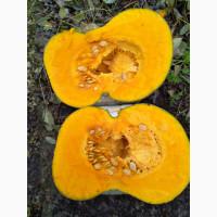 Продам тыкву Киевская обл есть ндс