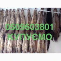 Куплю шкіри хутро шкури куниці та бобра ДОРОГО