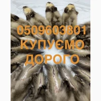 Куплю шкіри куниці купимо у оптовиків