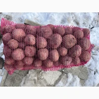 Продам буряк, сорт Водан